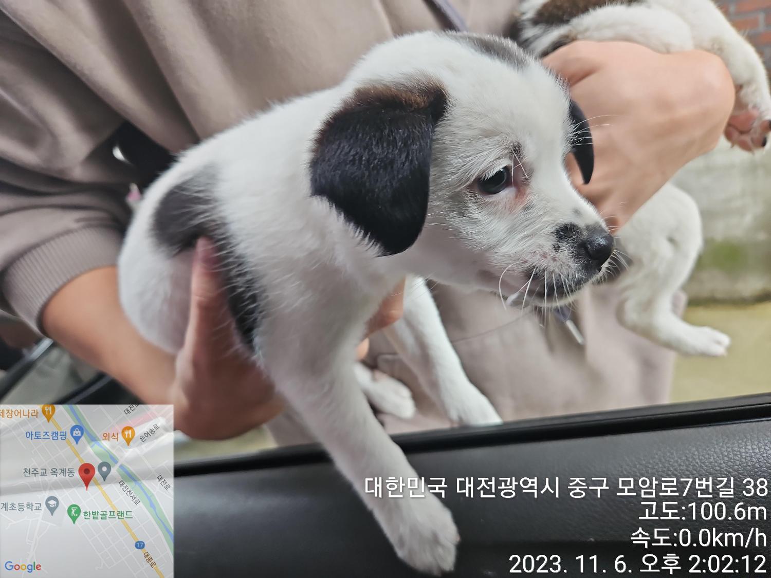 대전동물보호센터_430365202300601